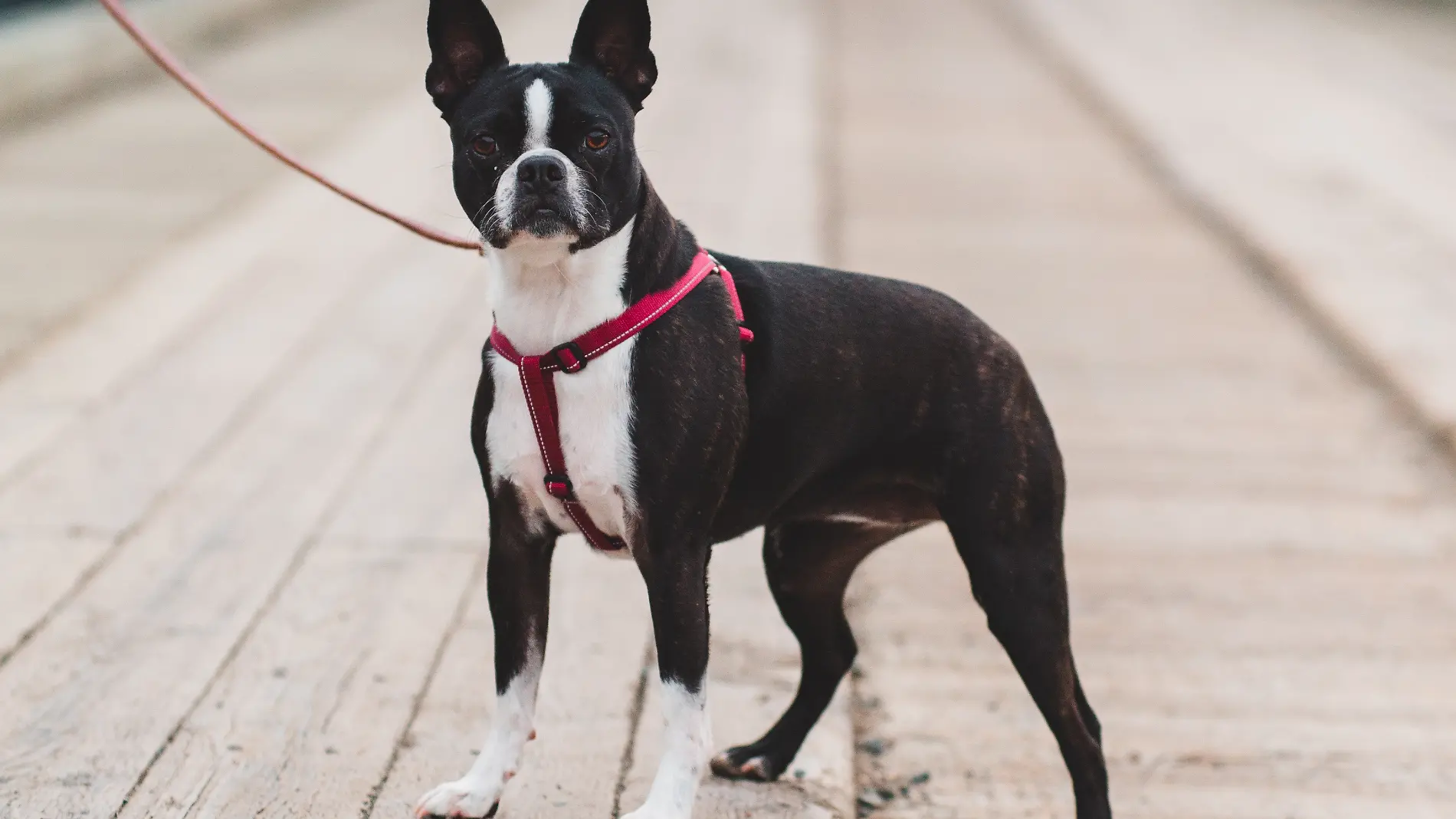 Boston Terrier